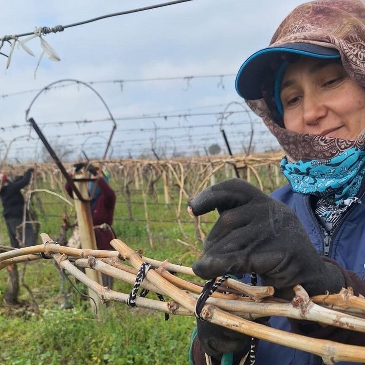 Sarıgöl Ovası'ndaki bağlarda hummalı çalışma