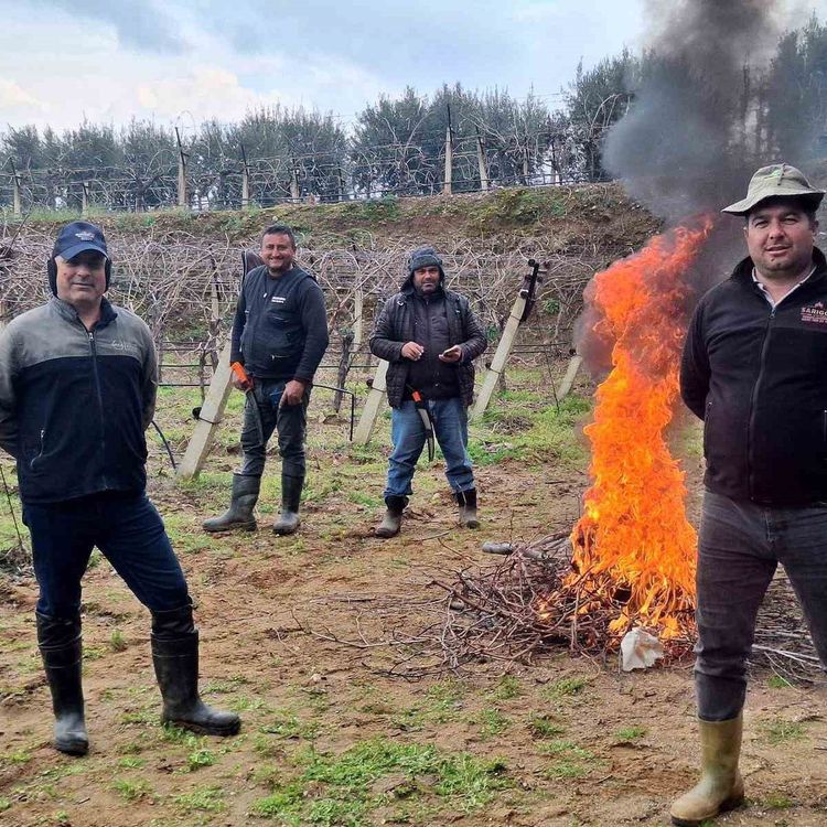 Üzüm bağlarında zorlu budak mesaisi