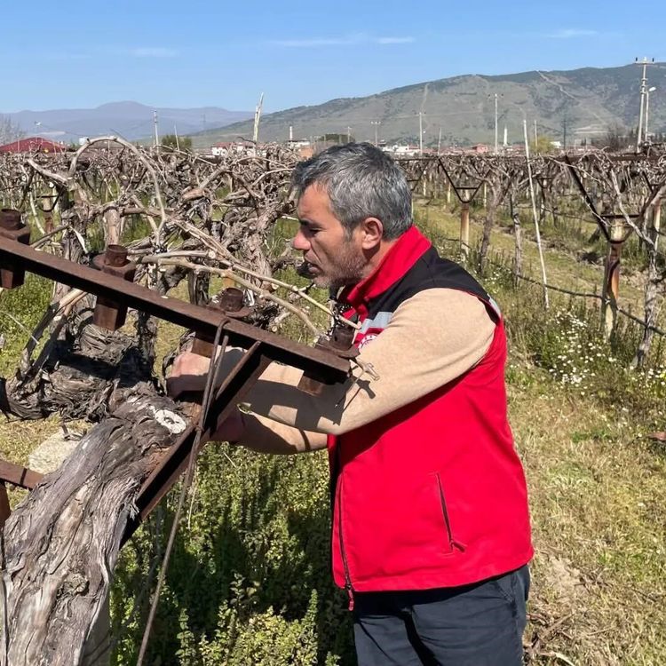 Bağlarda hastalık ve zararlı kontrolü yapılıyor