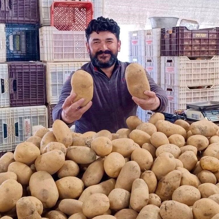 Dev patatesler pazarın ilgi odağı oldu