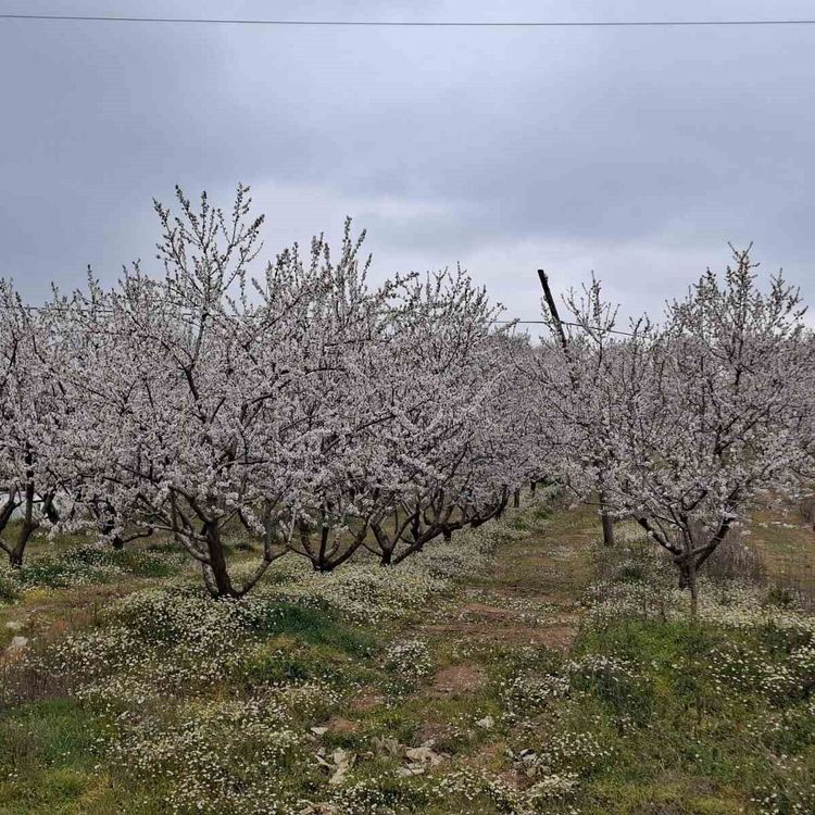 Erken çiçek açan ağaçlar don tehlikesiyle karşı karşıya