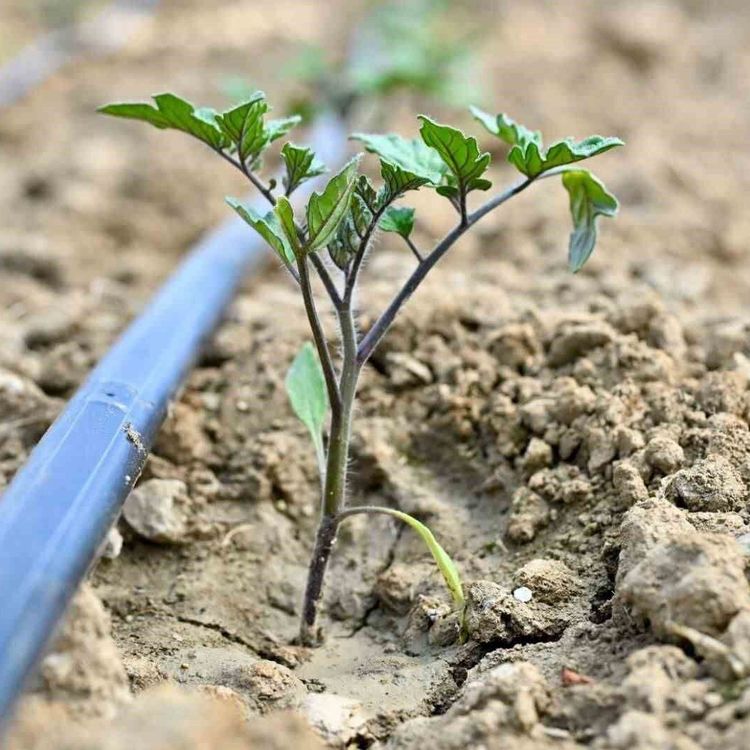 Gördes'te 73 bin domates fidesi toprakla buluşuyor