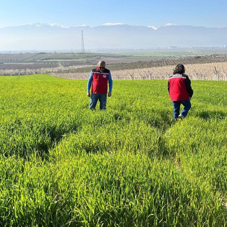 Manisa'da buğday üreticilerine 'Septorya' uyarısı