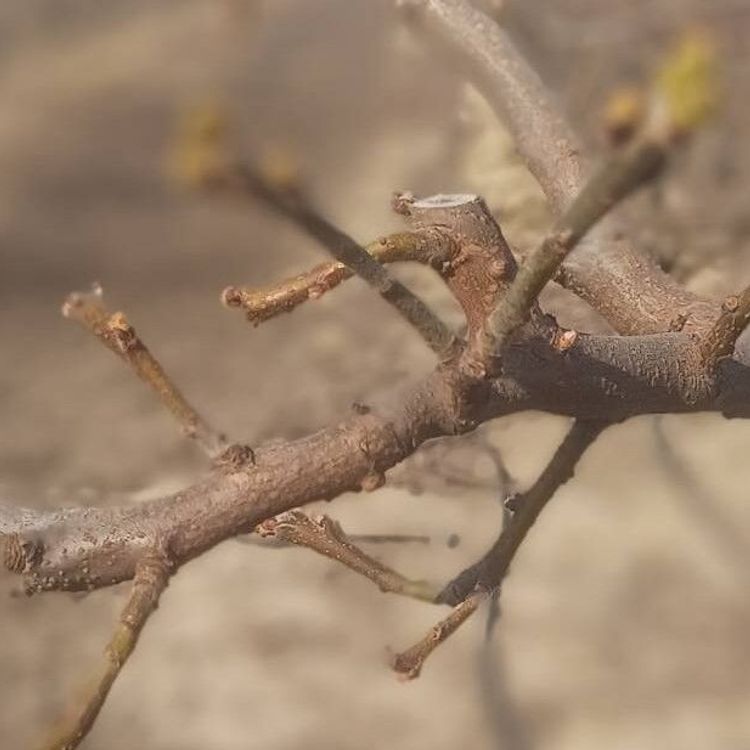 Manisa'da meyve ağaçlarına ateş yanıklığı uyarısı