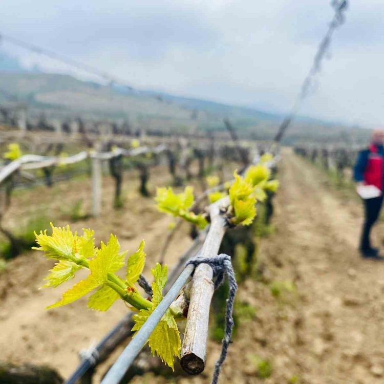 Salihli'de yağışlar Ölükol riskini artırdı