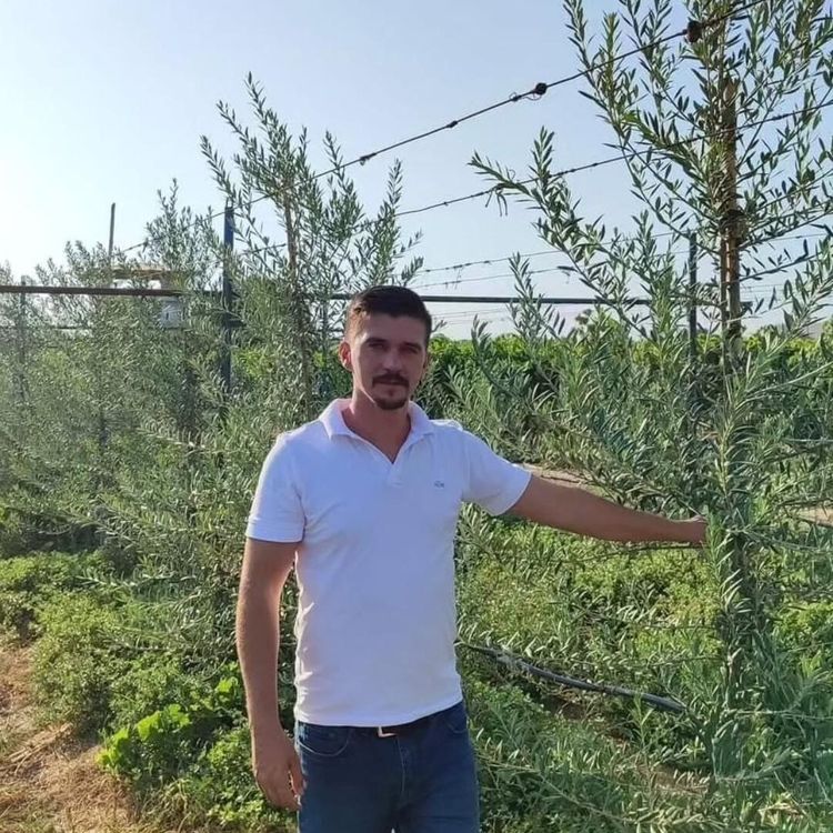 Sarıgöl'de 'bodur' zeytin dönemi