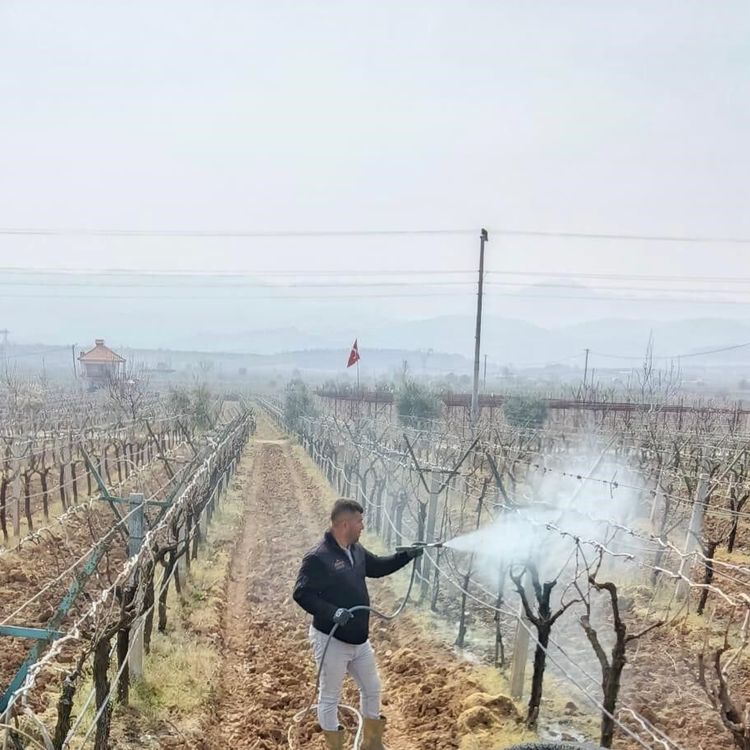 Sarıgöl'de ölü kol hastalığıyla mücadele başladı