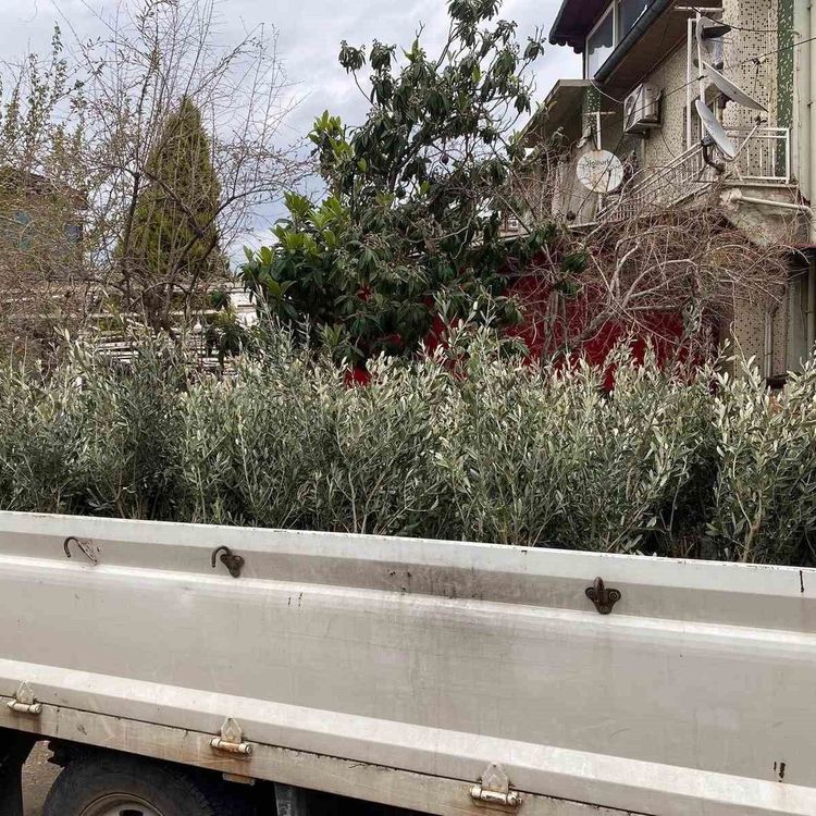 Sarıgöl'de Trilye zeytin fidanına yoğun ilgi