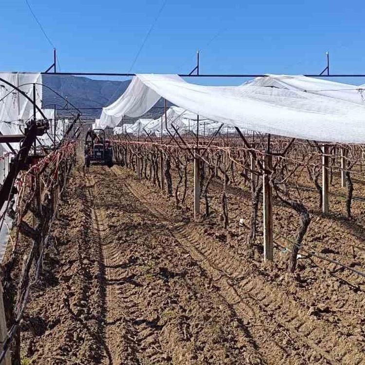 Sarıgöl'de üzüm bağları doluya karşı fileyle korunuyor
