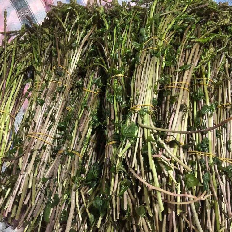 Sarıgöl'de yaban otları paraya dönüştü