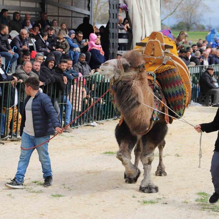 Saruhanlı'da deve güreşlerine binlerce vatandaş akın etti