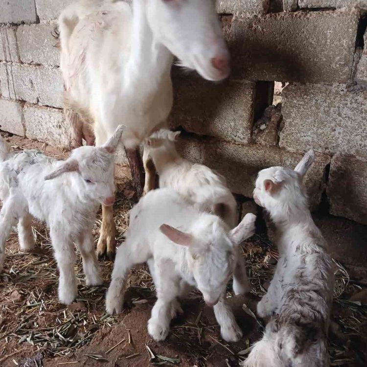 Süt rekortmeni Saanen keçiden dördüz doğum