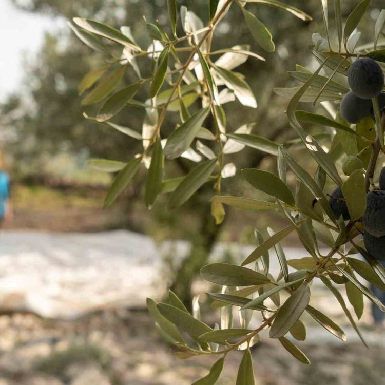 Akhisar'da zeytin için tarihi buluşma