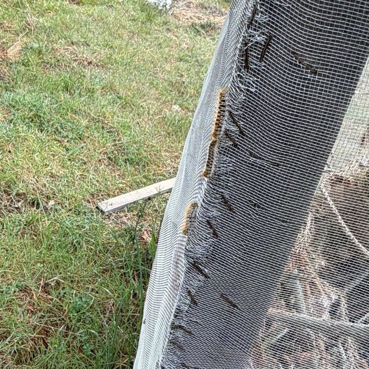 Çam ormanlarında 'Kese kurdu' alarmı