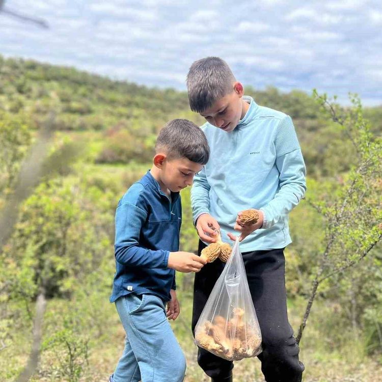 Demirci dağlarında 2 bin liralık kuzu göbeği mesaisi
