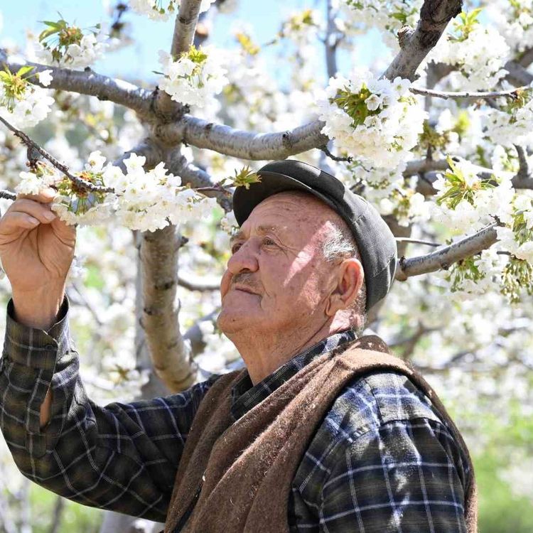 Demirci'de 800 bin kiraz ağacı çiçek açtı