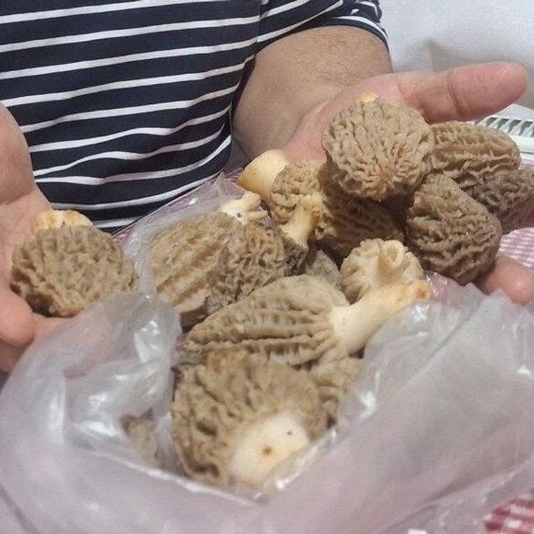 Doğanın 'Et lezzeti' Kuzugöbeği sofralarda