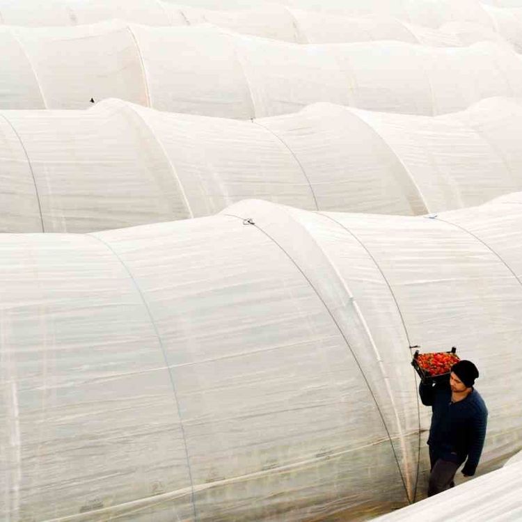 Köprübaşı çileği bu sene de çiftçinin yüzünü güldürdü