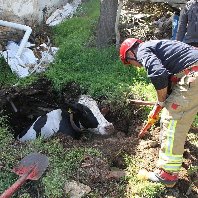 Kuyuya düşen 7 aylık gebe inek kurtarıldı