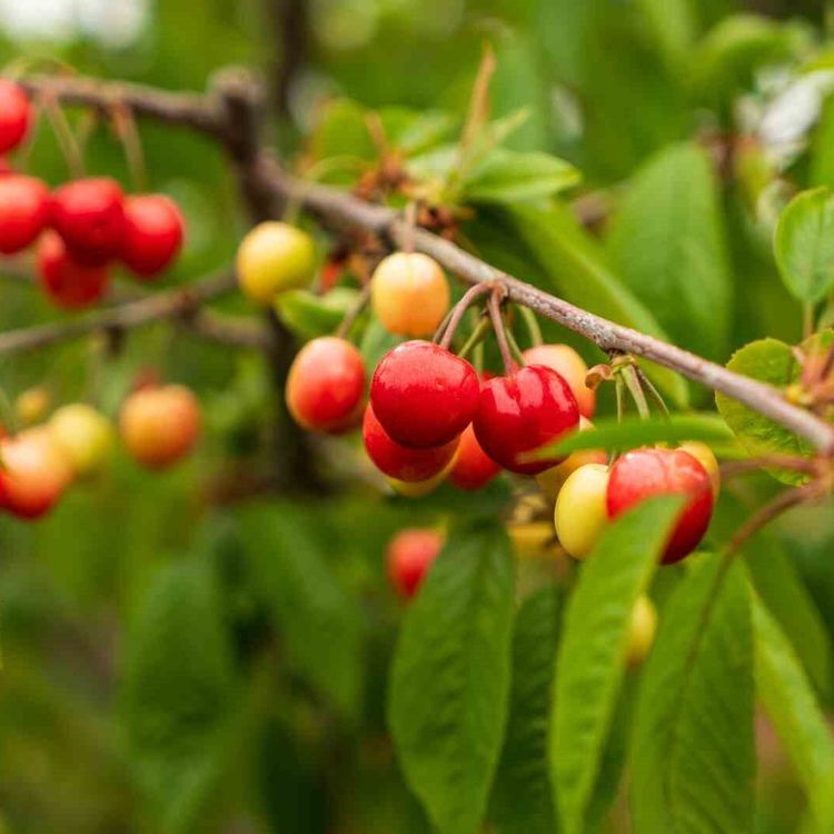 Kuzey yarımkürenin ilk kirazı rekor fiyatla satıldı