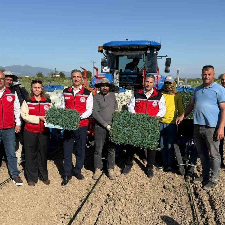 Manisa'da 131 bin dekarlık alanda domates mesaisi