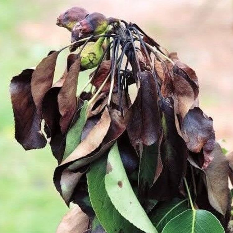 Meyve üreticilerine ateş yanıklığı uyarısı