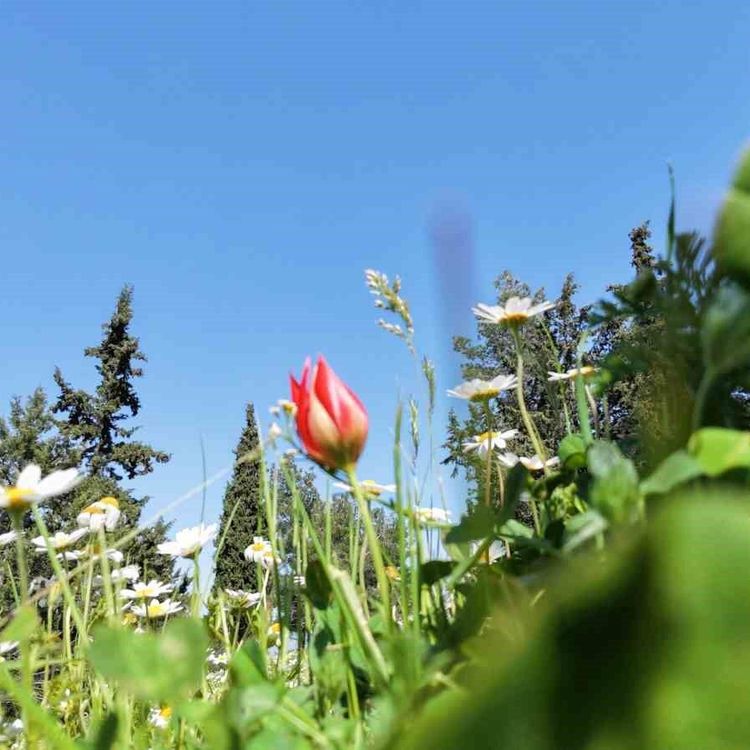 Ömrü 10 gün, koparmanın cezası araba parası