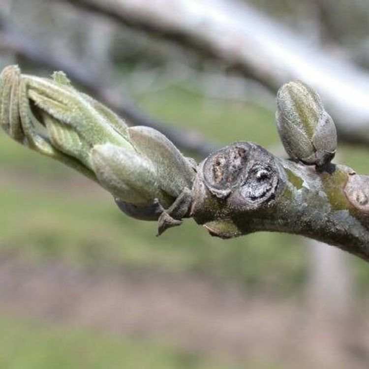 Salihli'de ceviz üreticilerine antraknoz uyarısı