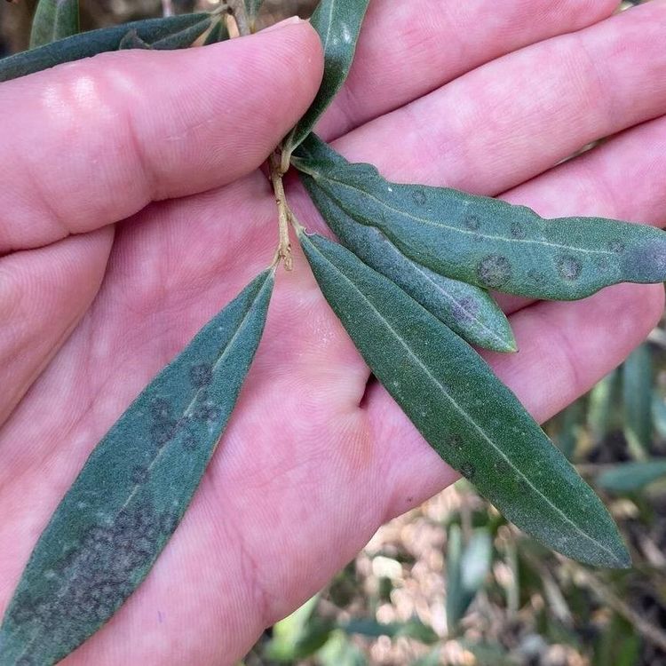 Salihli'de 'Halkalı leke' uyarısı