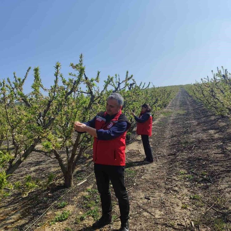 Salihli'de meyve üreticilerine 'Çil ve filiz güvesi' uyarısı