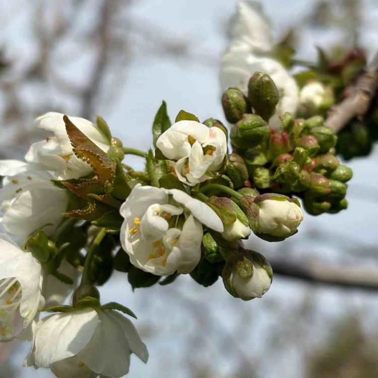 Salihli'de 'Monilya' tehlikesi
