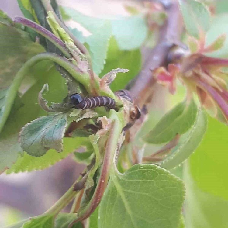 Salihli'de üreticiye kritik uyarı! Meyve ağaçlarında hastalık alarmı