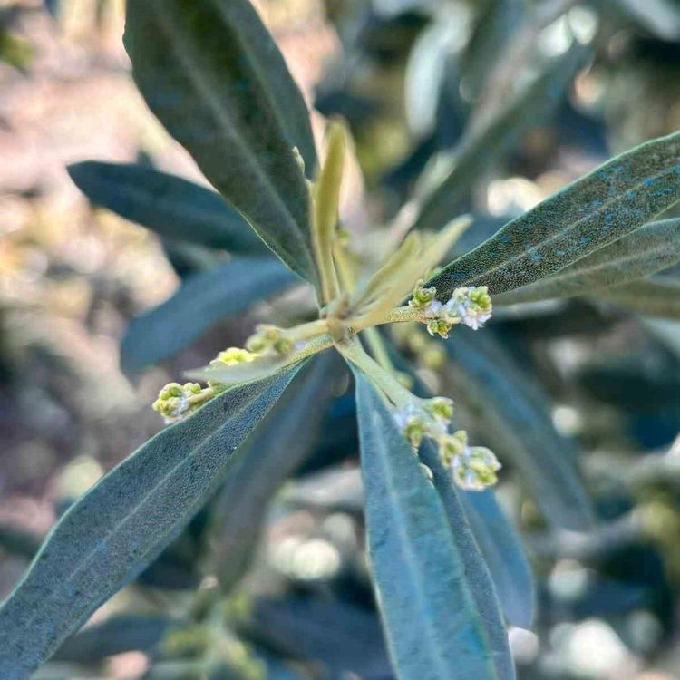 Salihli'de zeytin üreticilerine 'Zeytin Pamuklu Biti' uyarısı