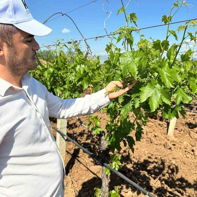 Sarıgöl bağlarında 3K hamlesi