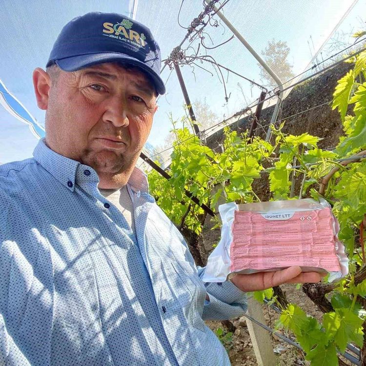 Sarıgöl Ovası'nda üzüm bağlarında 'Fenomen Tel' seferberliği
