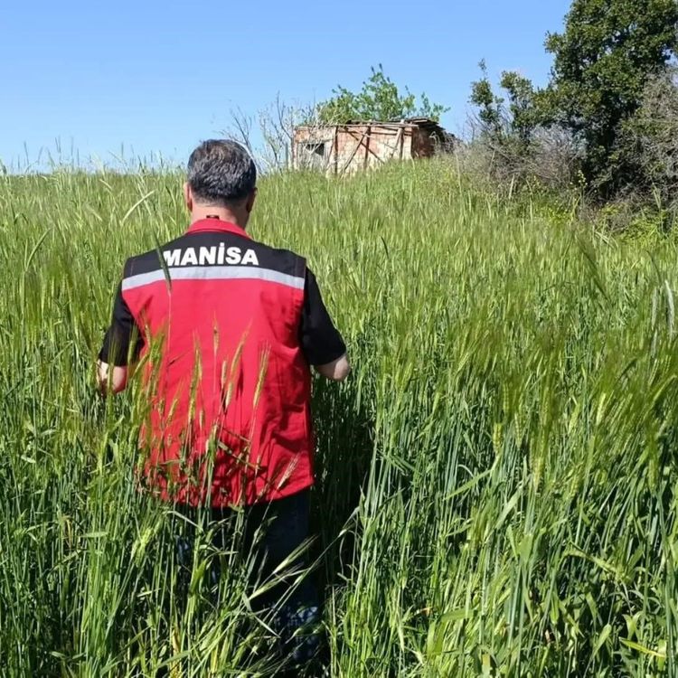 Sarıgöl'de huhubatta verim için ekipler sahada