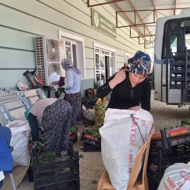 Sarıgöl'de taze bağ yaprağı mesaisi başladı