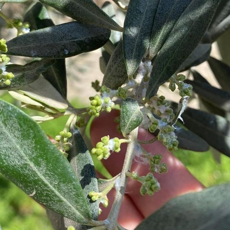 Sarıgöl'de zeytin üreticileri pamuklu bit zararlısına karşı uyarıldı