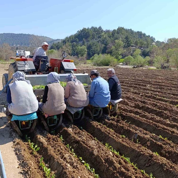 Selendi'de tarım işçisi yevmiyesi 1400 TL oldu