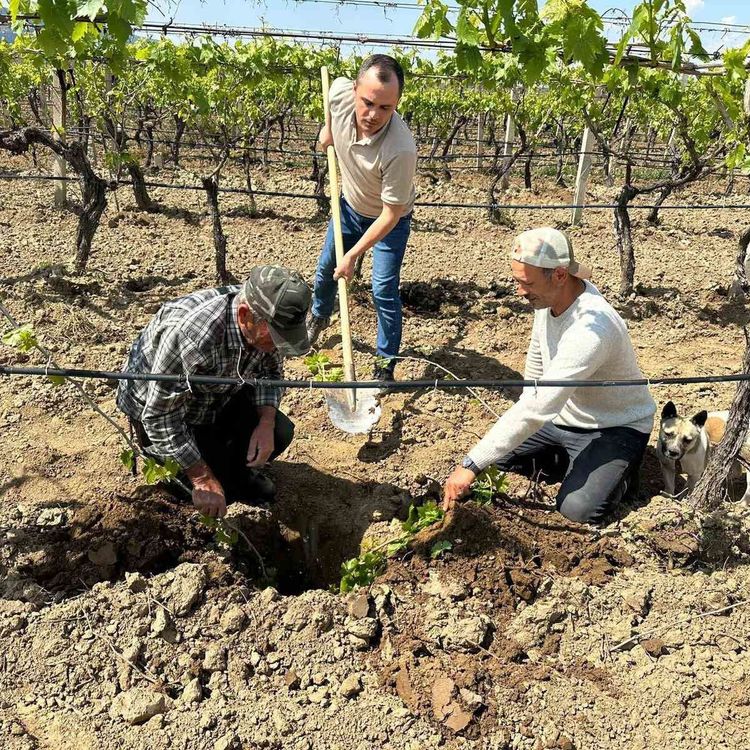 TARİŞ'ten bağlara yakın takip