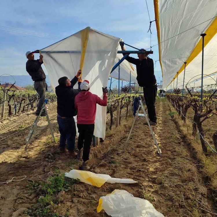 Üzümün başkentinde bağlar tüllerle kaplanıyor