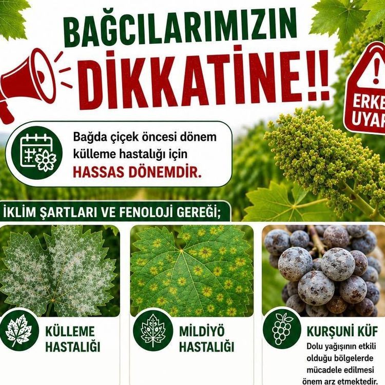 Bağlarda üreticilere ilaçlama uyarısı