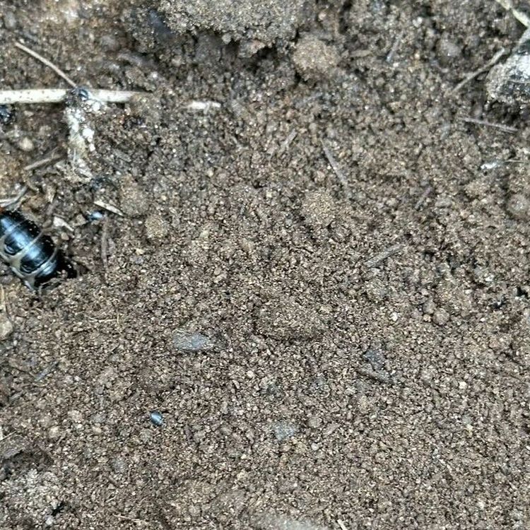 Çam ormanlarına biyolojik kalkan