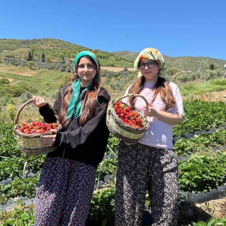 Salihli'de gönüllü gençler çilek hasadı yaptı