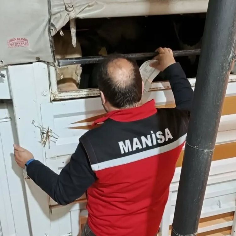 Salihli'de kurbanlık nakli yapan araçlara sıkı denetim