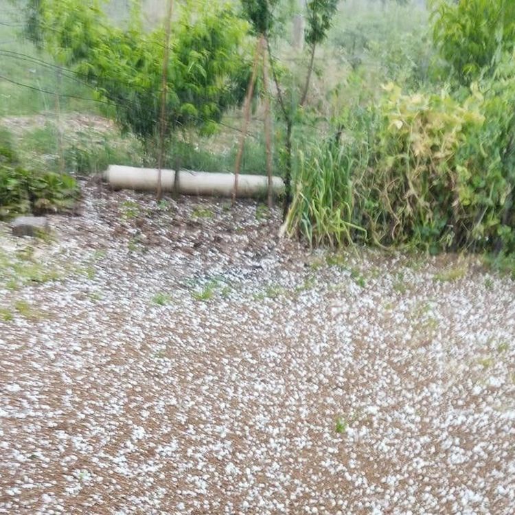 Sarıgöl'de bağlar dolu yağışıyla beyaza büründü