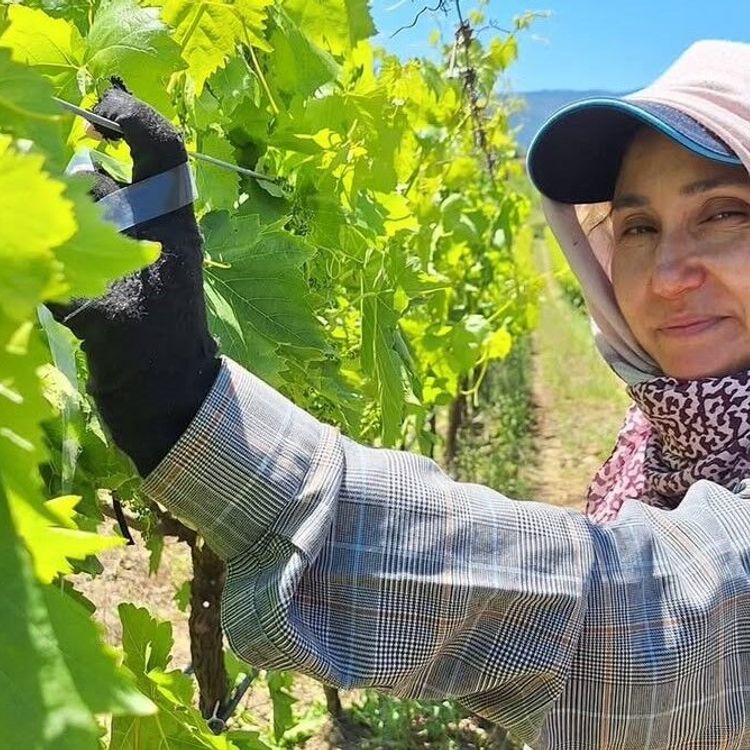 Üreticiler üzüm için zamana karşı yarışıyor