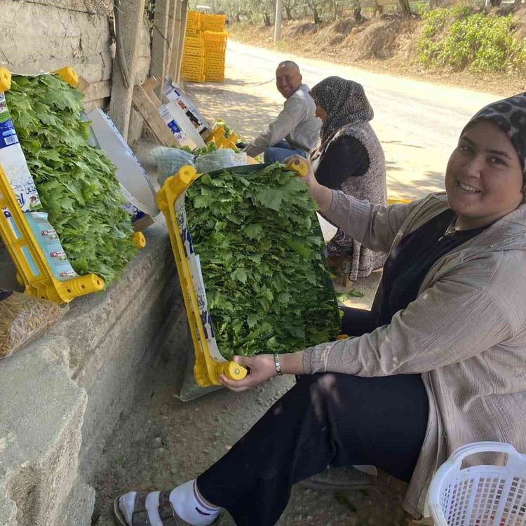 Üzümden önce yaprağı kazandırıyor