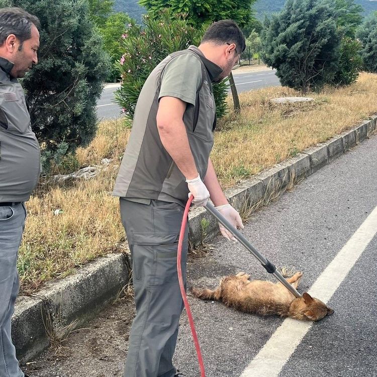 Yaralı çakal tedavi altına alındı