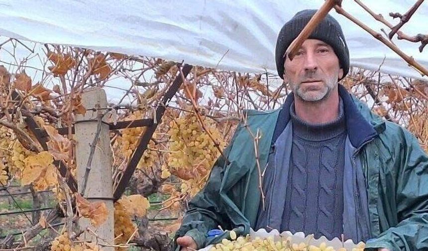 Sarıgöl’de üzüm hasadında sona gelindi